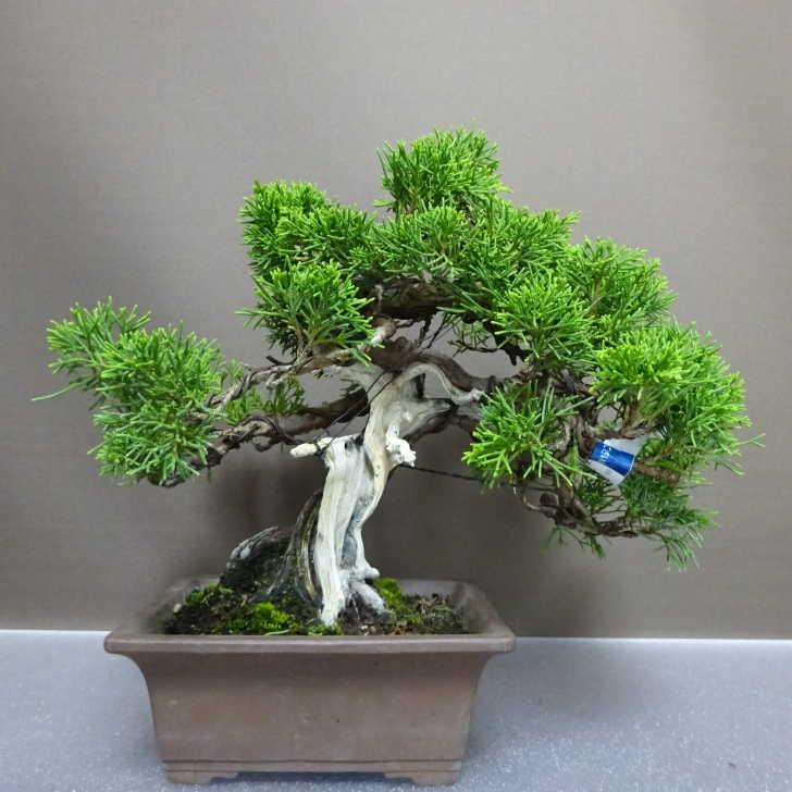 盆栽 真柏 樹高 約23cm しんぱく Juniperus chinensis シンパク “ジン