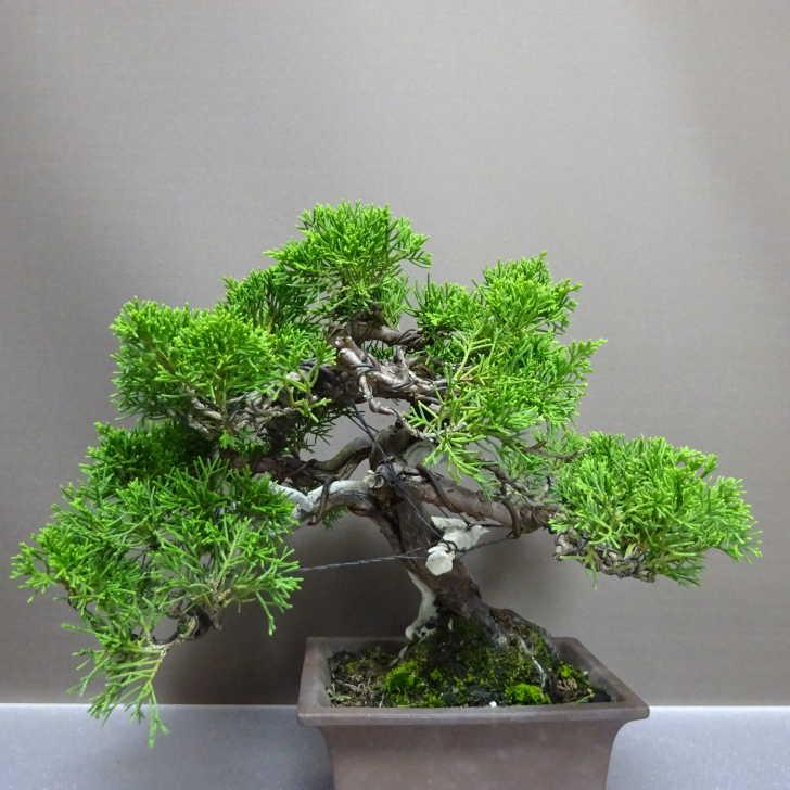 盆栽 真柏 樹高 約23cm しんぱく Juniperus chinensis シンパク “ジン
