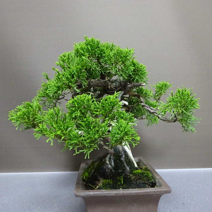 盆栽 真柏 樹高 約23cm しんぱく Juniperus chinensis シンパク “ジン