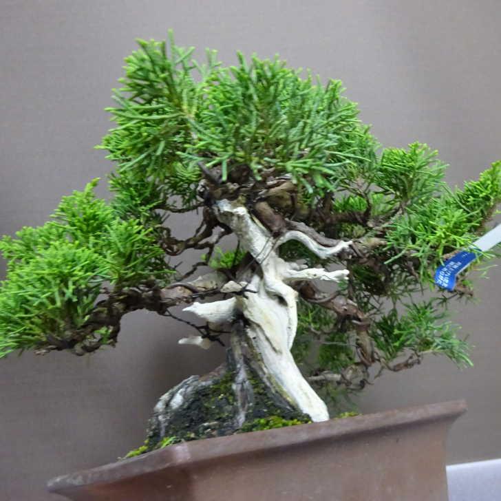盆栽 真柏 樹高 約23cm しんぱく Juniperus chinensis シンパク “ジン