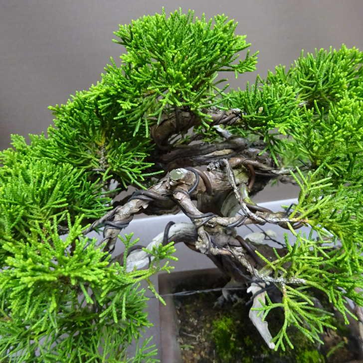 盆栽 真柏 樹高 約23cm しんぱく Juniperus chinensis シンパク “ジン
