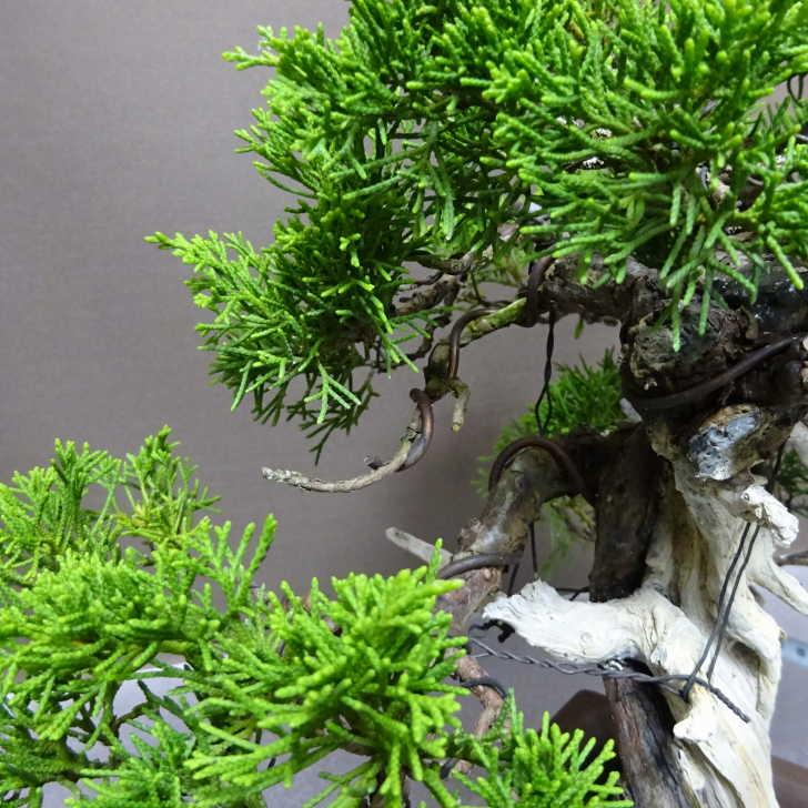 盆栽 真柏 樹高 約23cm しんぱく Juniperus chinensis シンパク “ジン