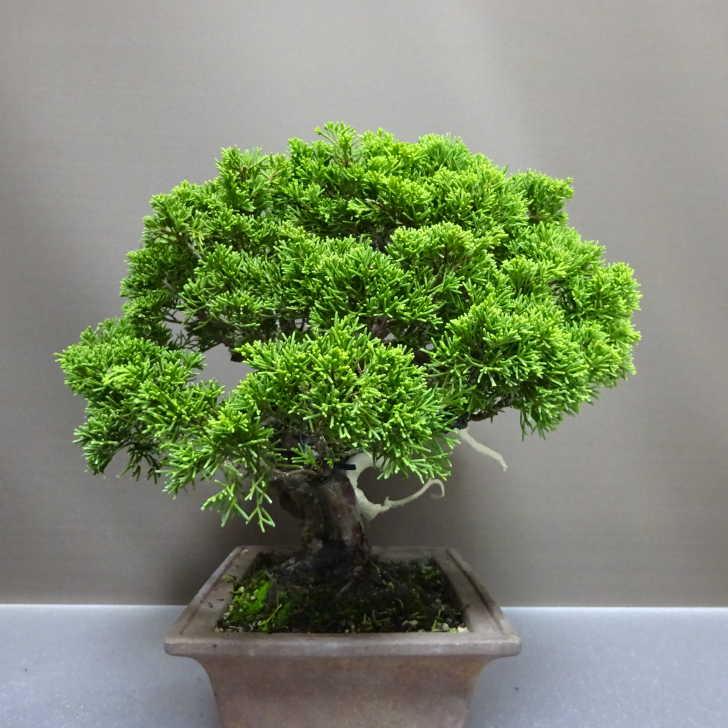 盆栽 真柏 樹高 約26cm しんぱく Juniperus chinensis シンパク “ジン