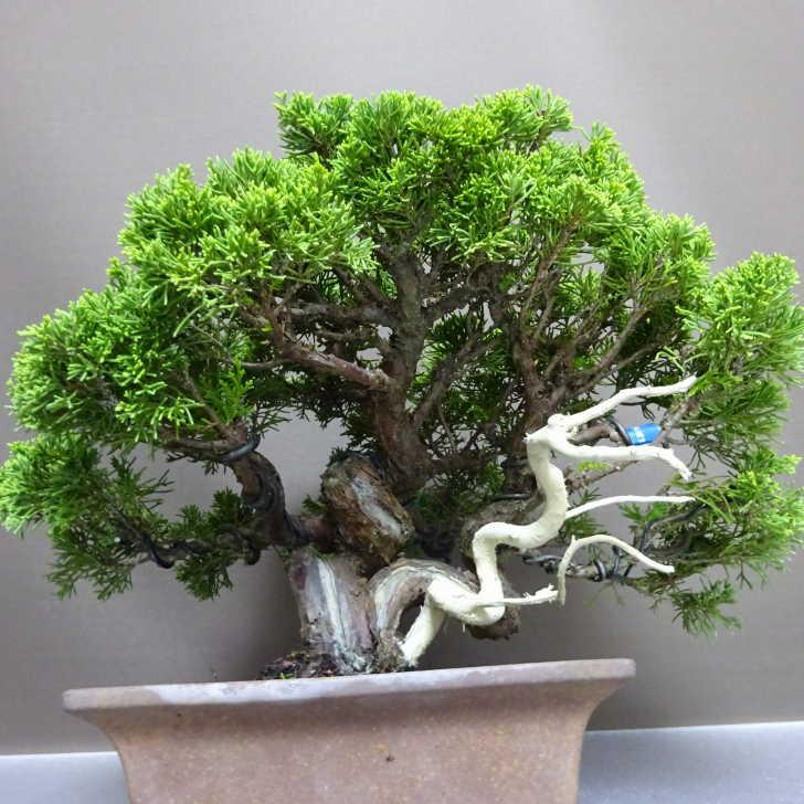 盆栽 真柏 樹高 約26cm しんぱく Juniperus chinensis シンパク “ジン