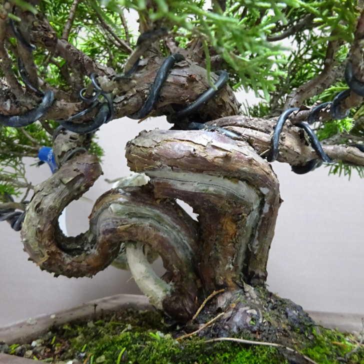 盆栽 真柏 樹高 約26cm しんぱく Juniperus chinensis シンパク “ジン