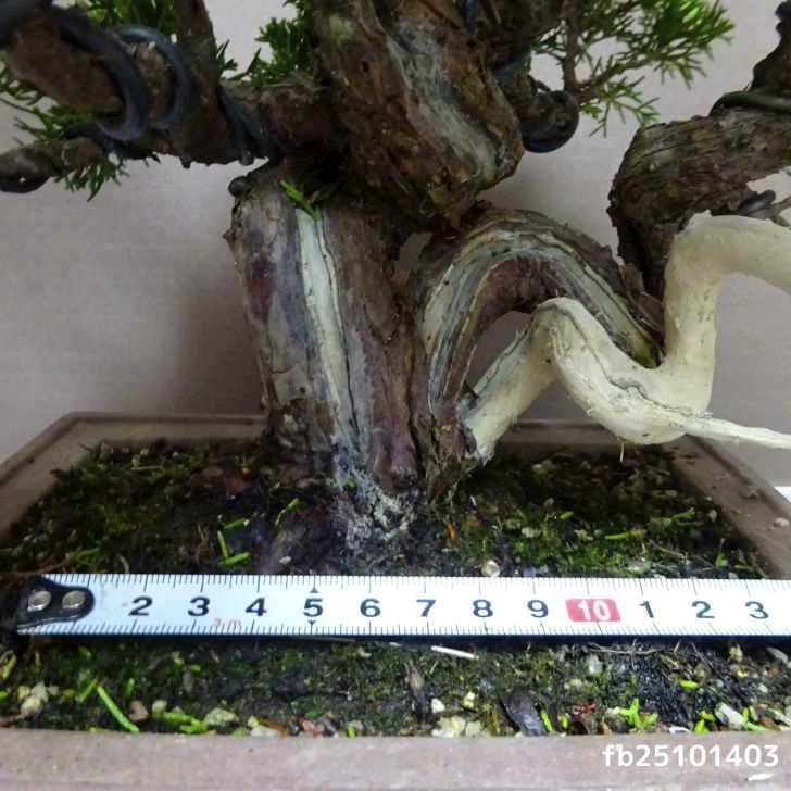 盆栽 真柏 樹高 約26cm しんぱく Juniperus chinensis シンパク “ジン