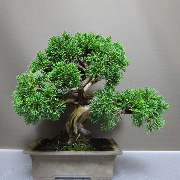 盆栽 真柏 樹高 約27cm しんぱく Juniperus chinensis シンパク “ジン