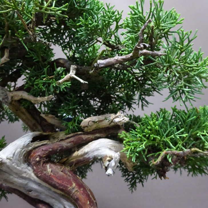 盆栽 真柏 樹高 約27cm しんぱく Juniperus chinensis シンパク “ジン