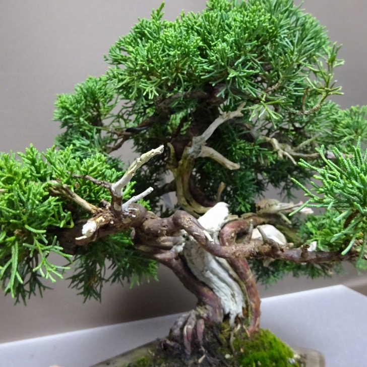 真パク　盆栽 楽天市場】盆栽 真柏 樹高 約19～20cm しんぱく Juniperus chinensis