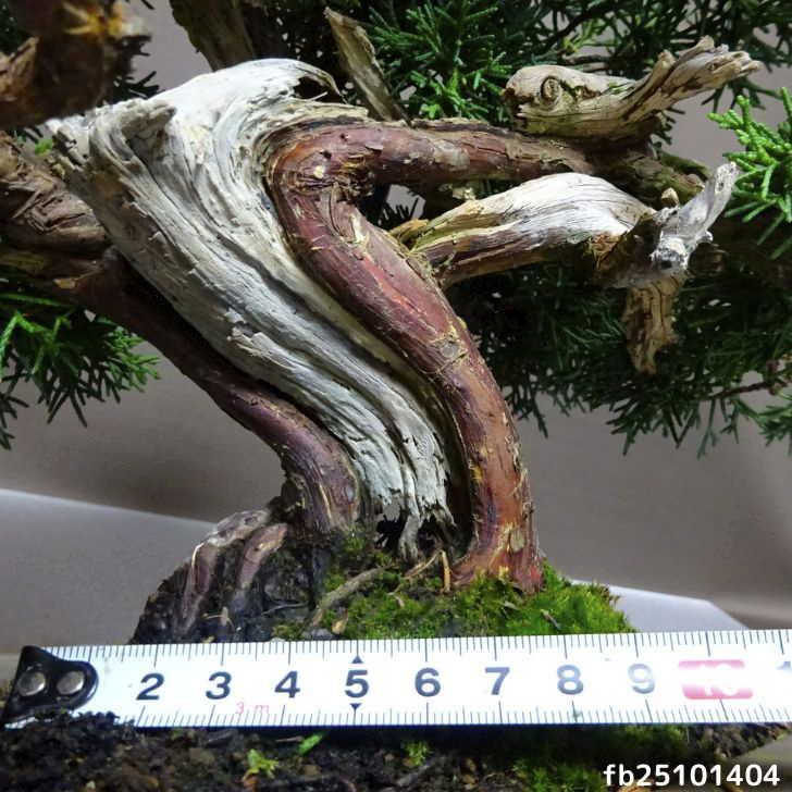 真パク　盆栽 盆栽 真柏 シンパク 石付き | 【公式EC】BONSAI IKUMA