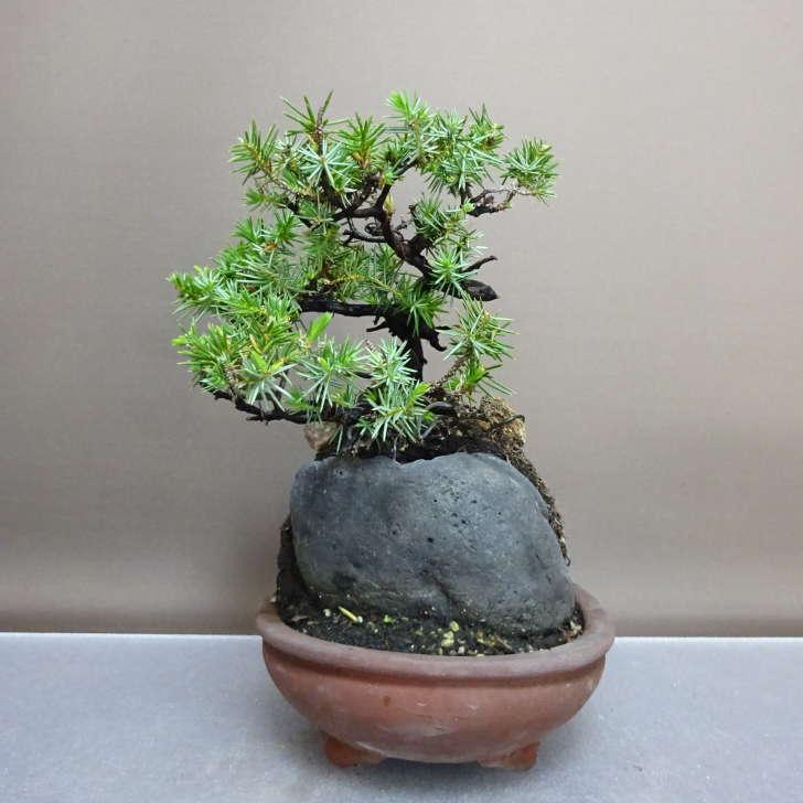 盆栽 松 杜松 樹高 約22cm としょう Juniperus rigida トショウ 石付き ヒノキ科 常緑針葉樹 鑑賞 観賞用 現品 ...