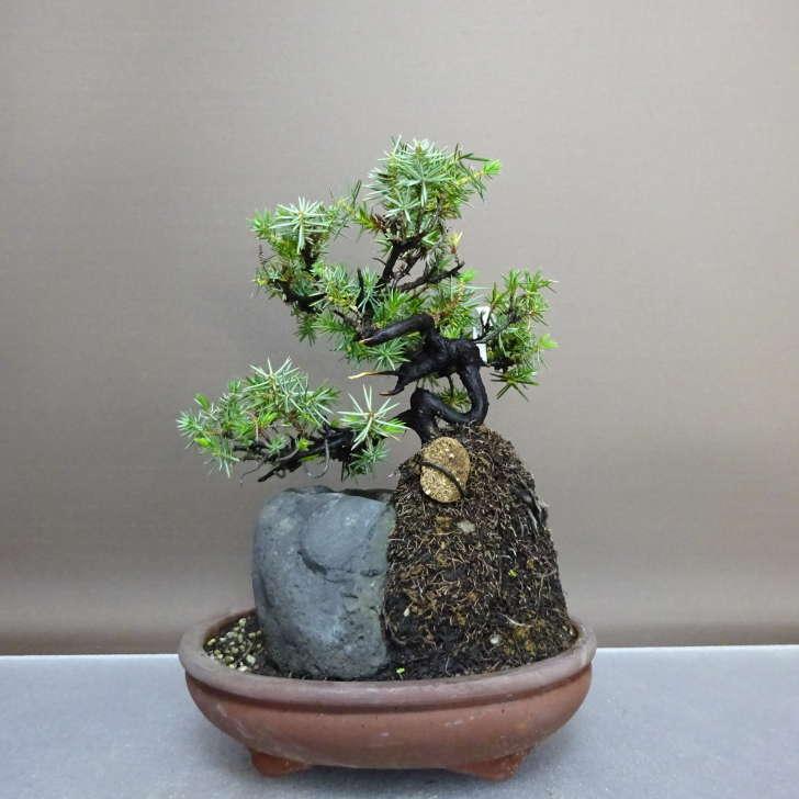 盆栽 松 杜松 樹高 約22cm としょう Juniperus rigida トショウ 石付き ヒノキ科 常緑針葉樹 鑑賞 観賞用 現品 ...