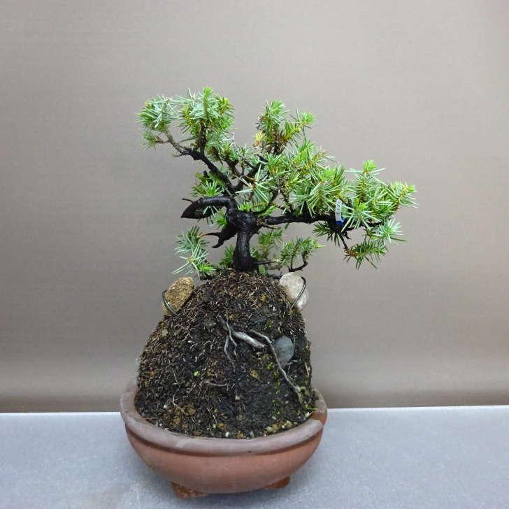 盆栽 松 杜松 樹高 約22cm としょう Juniperus rigida トショウ 石付き ヒノキ科 常緑針葉樹 鑑賞 観賞用 現品 ...