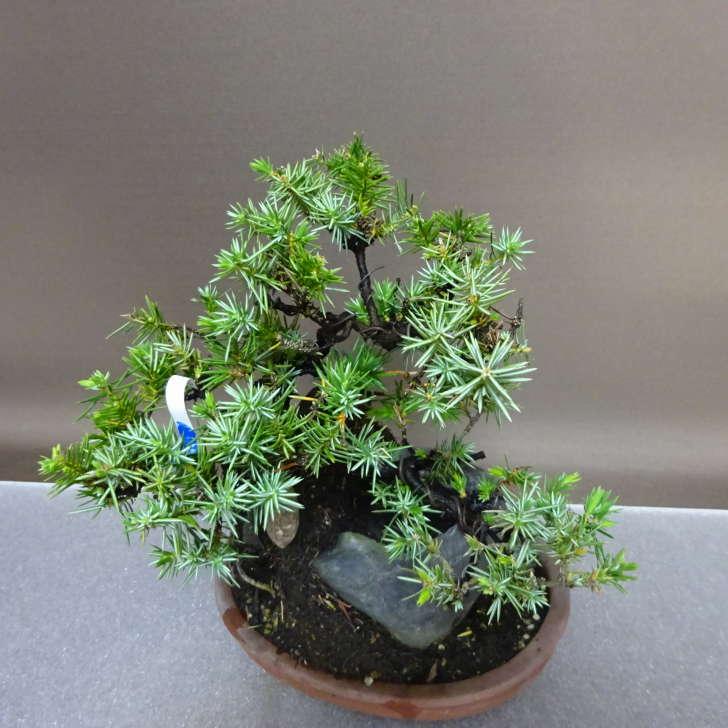盆栽 松 杜松 樹高 約22cm としょう Juniperus rigida トショウ 石付き ヒノキ科 常緑針葉樹 鑑賞 観賞用 現品 ...