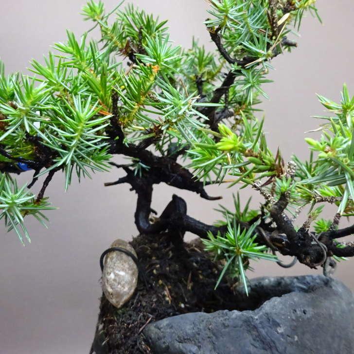 盆栽 松 杜松 樹高 約22cm としょう Juniperus rigida トショウ 石付き ヒノキ科 常緑針葉樹 鑑賞 観賞用 現品 ...