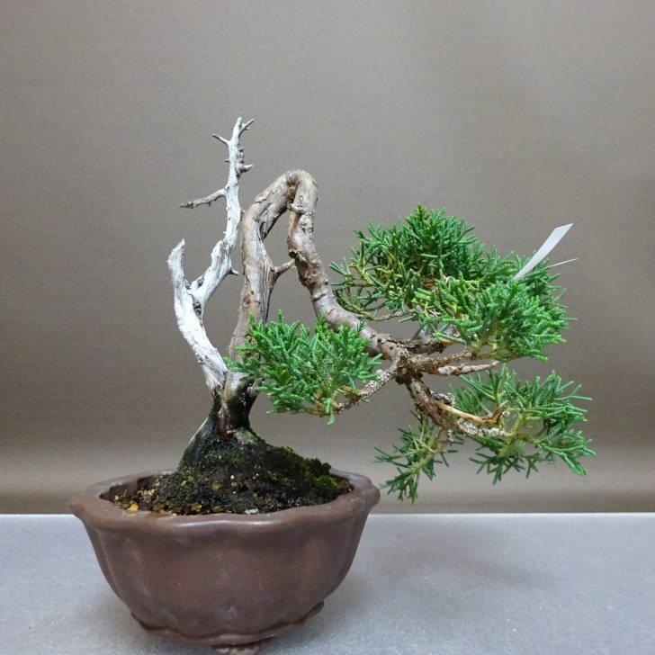 樹高9㎝　太幹　黄ズミ　小品　盆栽　真柏　黒松　五葉松　藤　欅　檜　桜 盆栽 真柏 樹高 約17.5cm しんぱく Juniperus chinensis シンパク