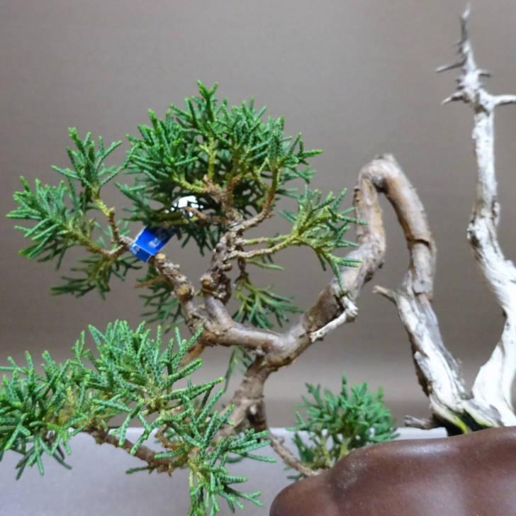 盆栽 真柏 樹高 約17.5cm しんぱく Juniperus chinensis シンパク