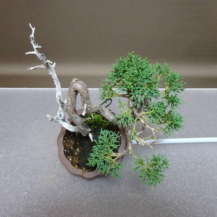 盆栽 真柏 樹高 約17.5cm しんぱく Juniperus chinensis シンパク