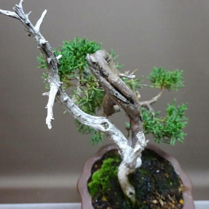 盆栽 真柏 樹高 約17.5cm しんぱく Juniperus chinensis シンパク