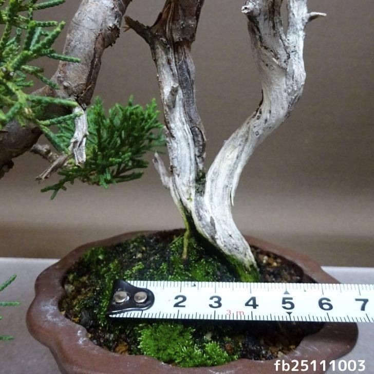 盆栽 真柏 樹高 約17.5cm しんぱく Juniperus chinensis シンパク