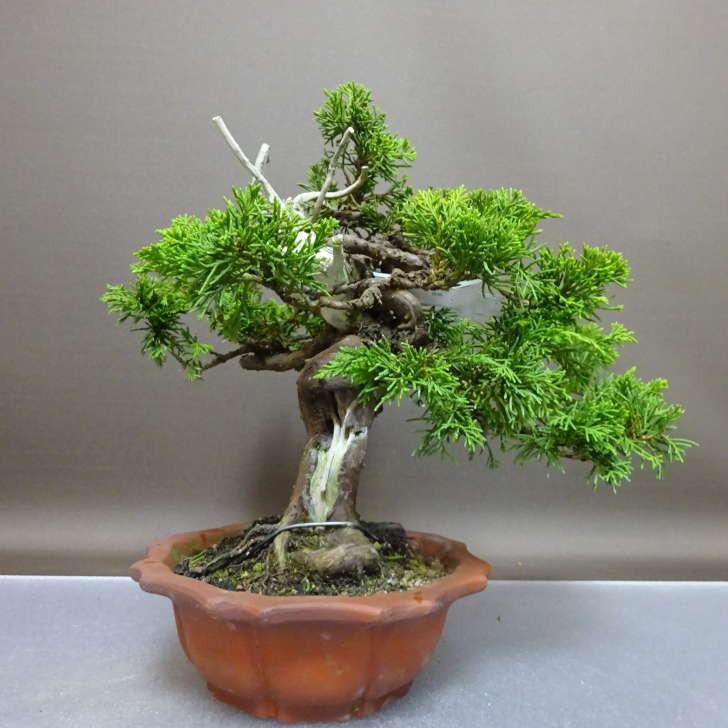 盆栽 真柏 樹高 約22cm しんぱく Juniperus chinensis シンパク “ジン
