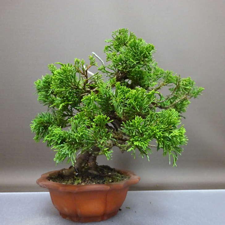 盆栽 真柏 樹高 約22cm しんぱく Juniperus chinensis シンパク “ジン