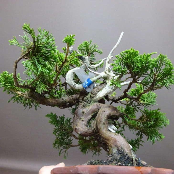 盆栽 真柏 樹高 約22cm しんぱく Juniperus chinensis シンパク “ジン