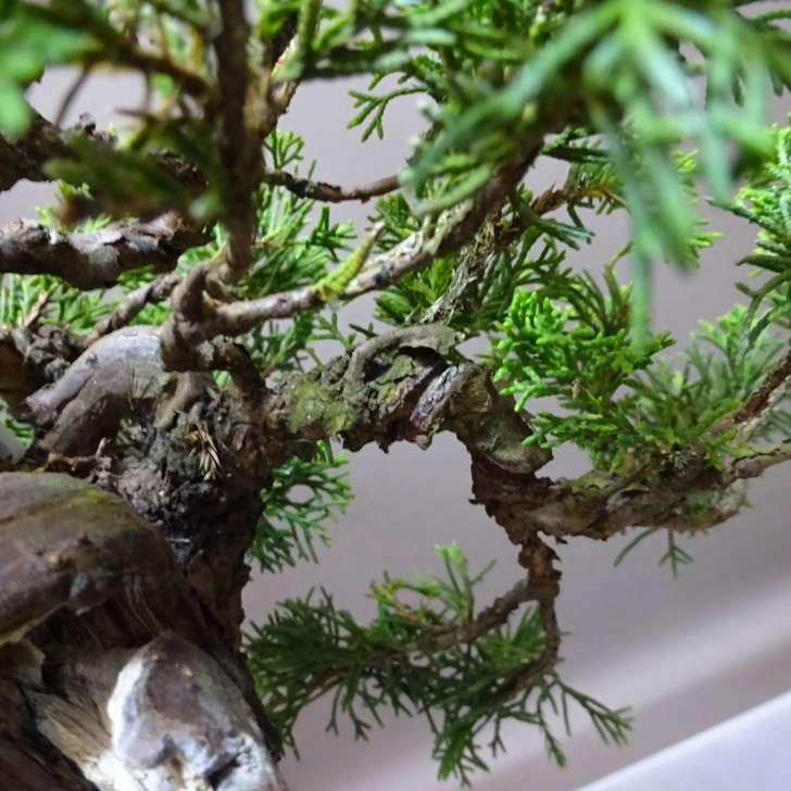 盆栽 真柏 樹高 約22cm しんぱく Juniperus chinensis シンパク “ジン