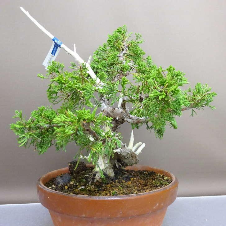 盆栽 真柏 樹高 約27cm しんぱく Juniperus chinensis シンパク “ジン