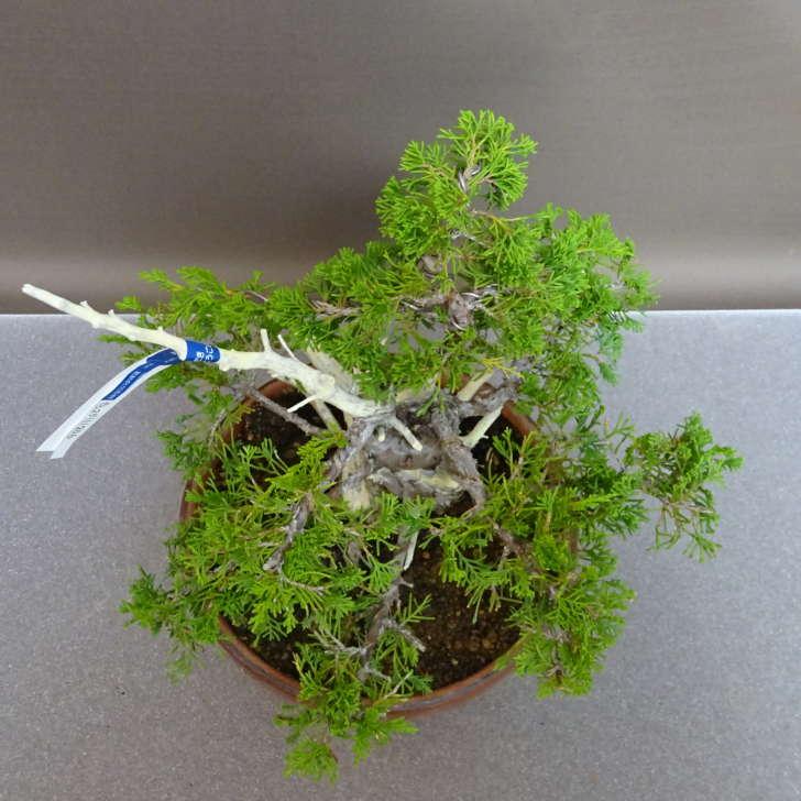 盆栽 真柏 樹高 約27cm しんぱく Juniperus chinensis シンパク “ジン