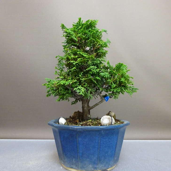 盆栽 桧 津山桧 樹高 約22cm つやまひのき Chamaecyparis obtusa 