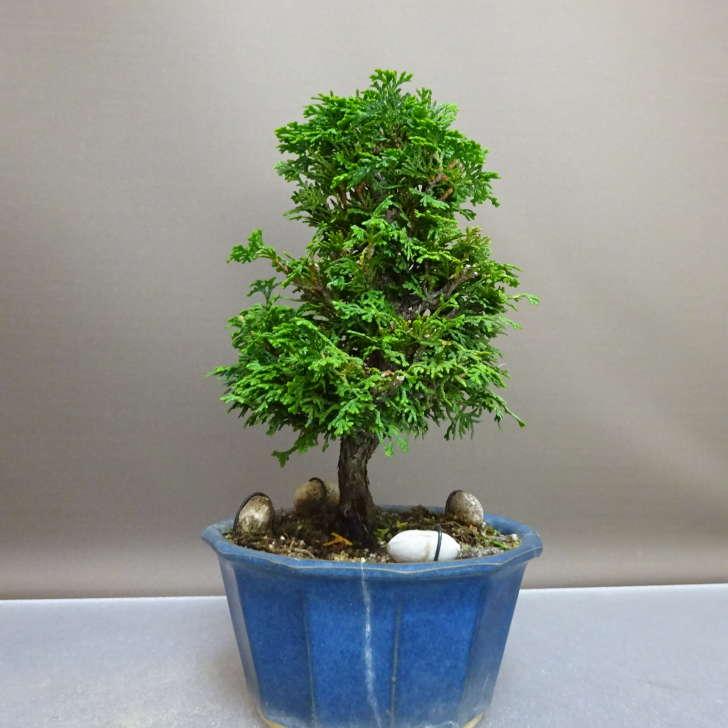 ヒノキ盆栽　松盆栽 盆栽 桧 津山桧 樹高 約22cm つやまひのき Chamaecyparis obtusa
