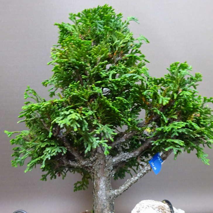 盆栽 桧 津山桧 樹高 約22cm つやまひのき Chamaecyparis obtusa