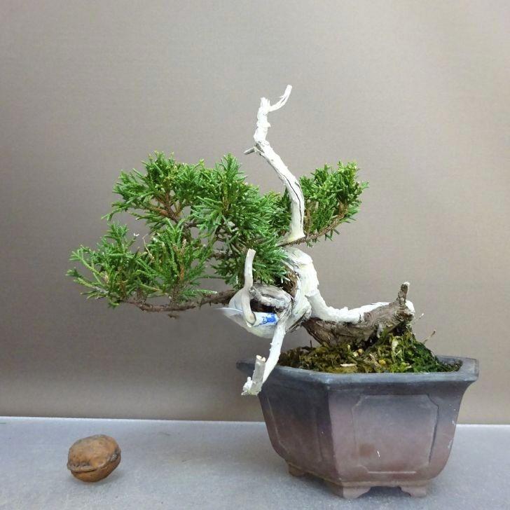 盆栽 真柏 樹高 約14.5cm しんぱく Juniperus chinensis シンパク ジン