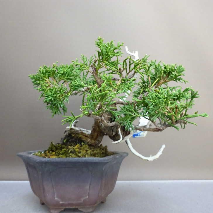 真柏（しんぱく）｜樹高約25cm　幅約33cm　幹幅約5.5cm 力強い神と舎利 楽天市場】盆栽 真柏 樹高 上下 約26cm しんぱく Juniperus chinensis