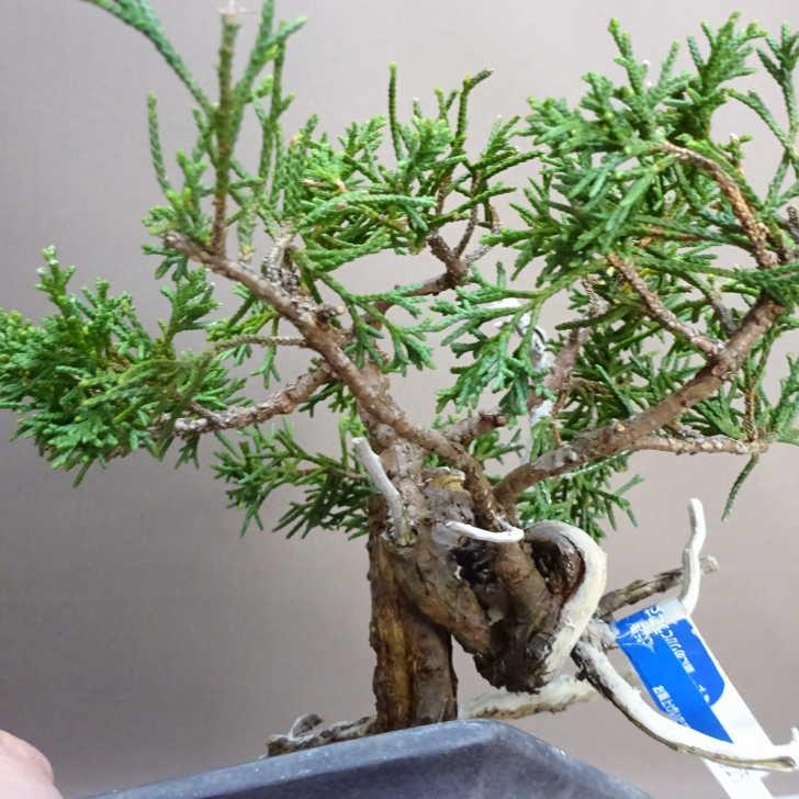 盆栽 真柏 樹高 約14.5cm しんぱく Juniperus chinensis シンパク ジン