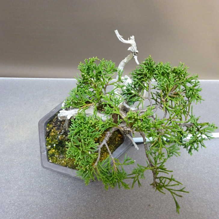 盆栽 真柏 樹高 約14.5cm しんぱく Juniperus chinensis シンパク ジン