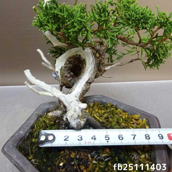盆栽 真柏 樹高 約14.5cm しんぱく Juniperus chinensis シンパク ジン