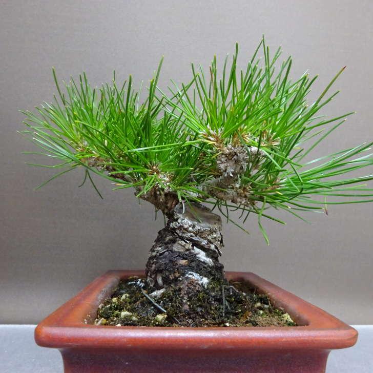 盆栽 松 黒松 樹高 約13cm くろまつ Pinus thunbergii クロマツ マツ科