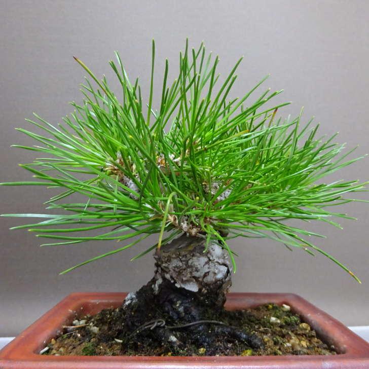 盆栽 松 黒松 樹高 約13cm くろまつ Pinus thunbergii クロマツ マツ科