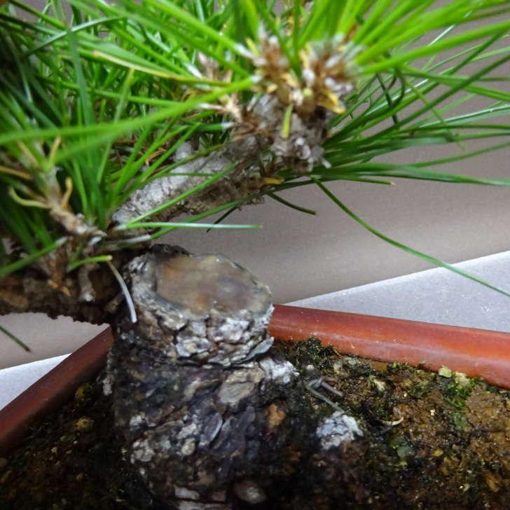 盆栽 松 黒松 樹高 約13cm くろまつ Pinus thunbergii クロマツ マツ科