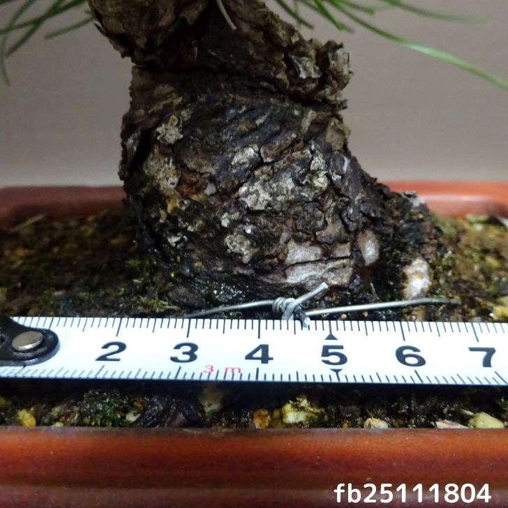 盆栽 松 黒松 樹高 約13cm くろまつ Pinus thunbergii クロマツ マツ科