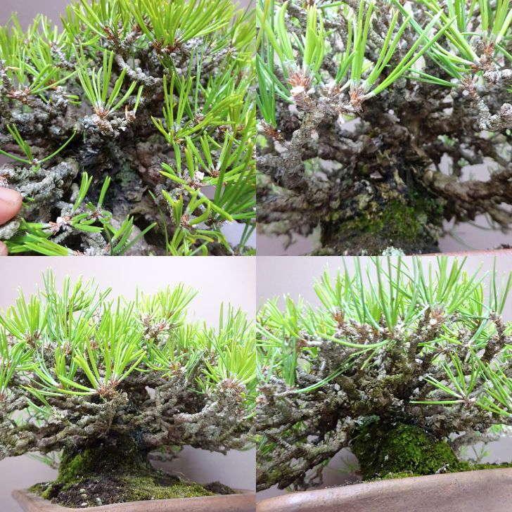盆栽 松 黒松 樹高 約 19cm くろまつ 高級盆栽 Pinus thunbergii 