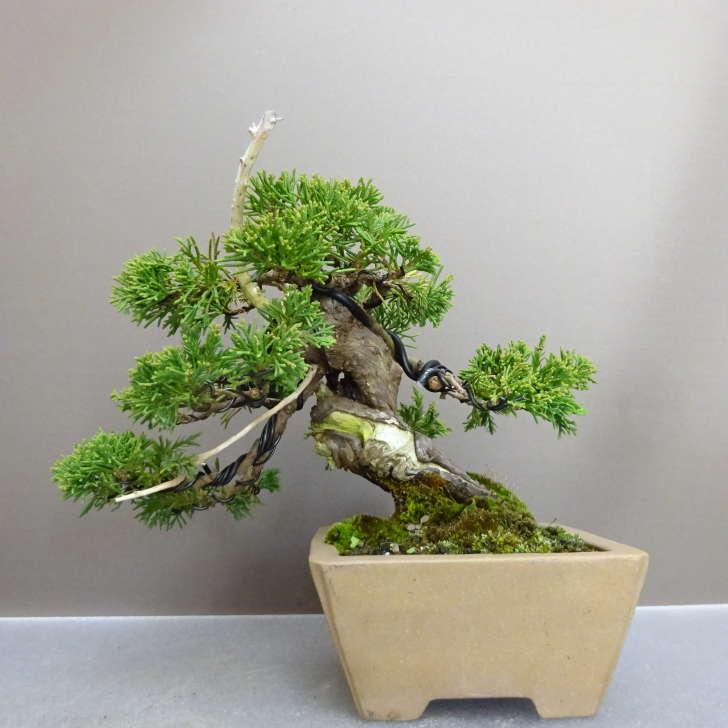 盆栽 真柏 樹高 約 17cm しんぱく Juniperus chinensis シンパク “ジン