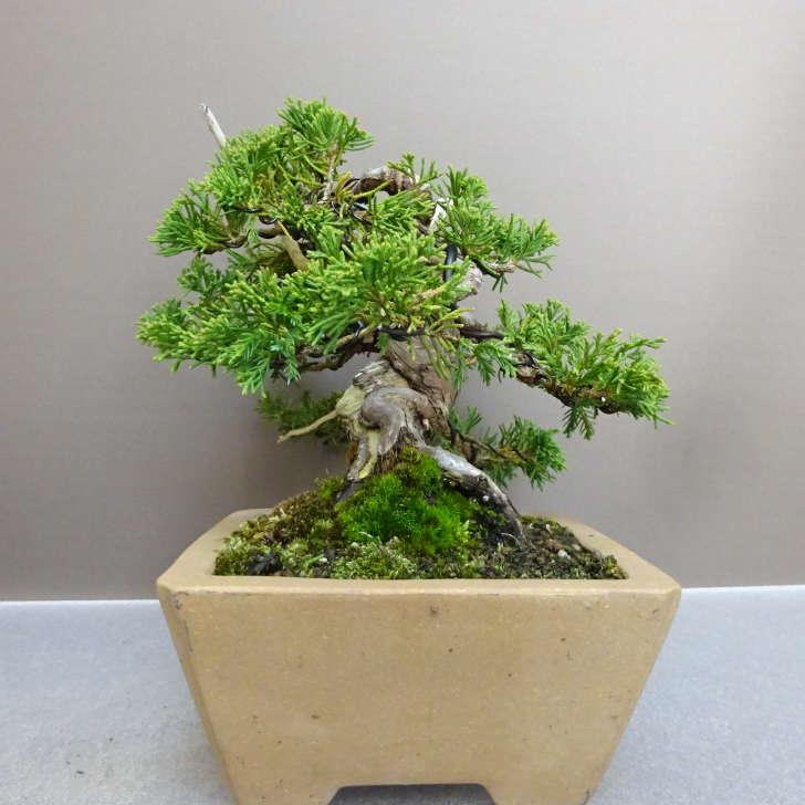 盆栽 真柏 樹高 約 17cm しんぱく Juniperus chinensis シンパク “ジン