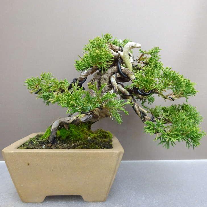 盆栽 真柏 樹高 約 17cm しんぱく Juniperus chinensis シンパク “ジン