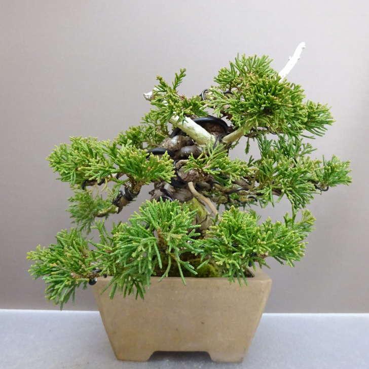 盆栽 真柏 樹高 約 17cm しんぱく Juniperus chinensis シンパク “ジン