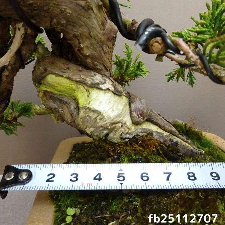 盆栽 真柏 樹高 約 17cm しんぱく Juniperus chinensis シンパク “ジン