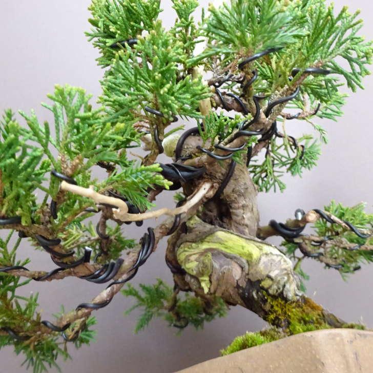 盆栽 真柏 樹高 約 17cm しんぱく Juniperus chinensis シンパク “ジン