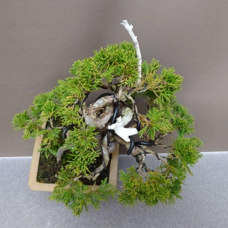 盆栽 真柏 樹高 約 17cm しんぱく Juniperus chinensis シンパク “ジン